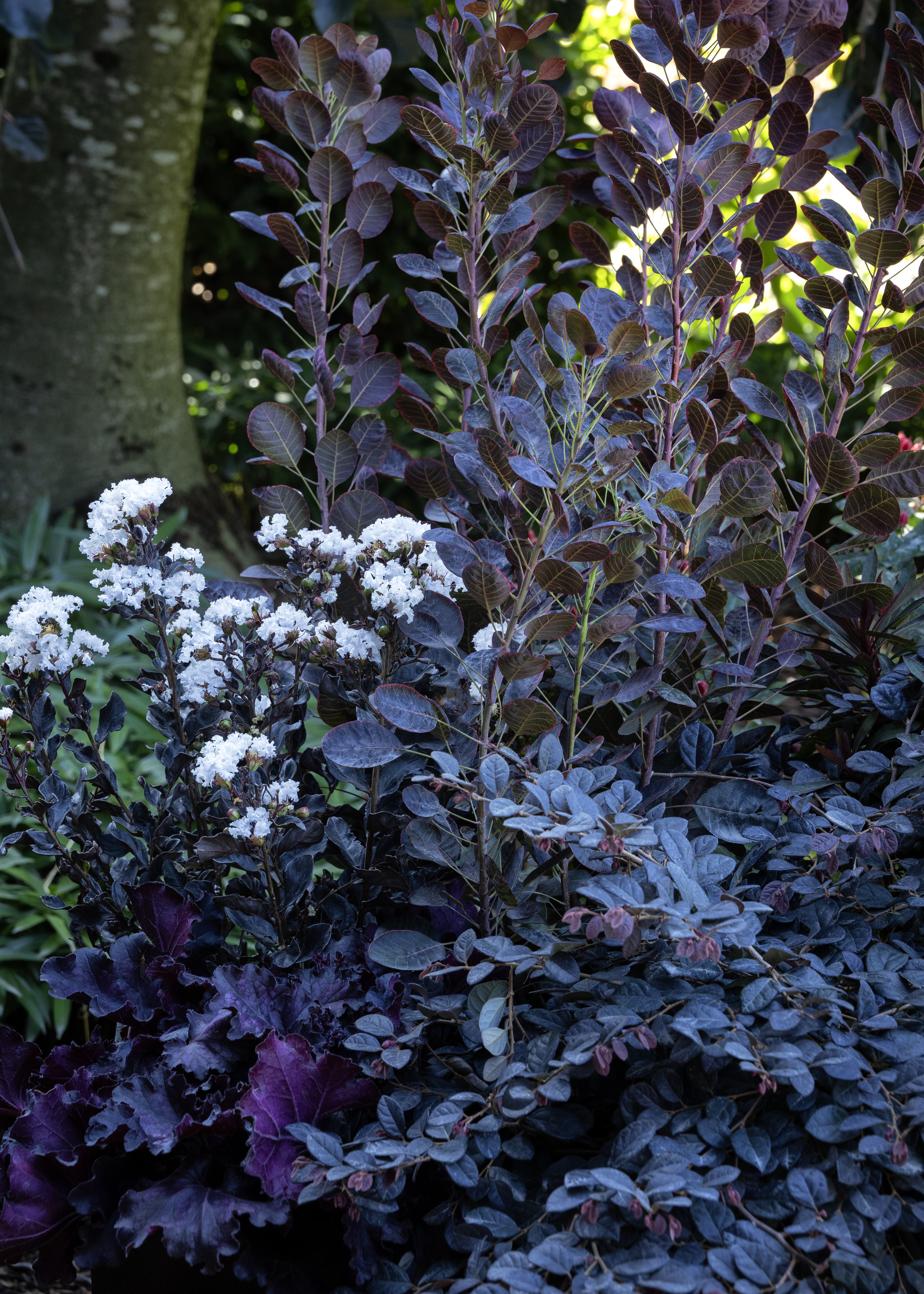 dark foliage in a goth garden