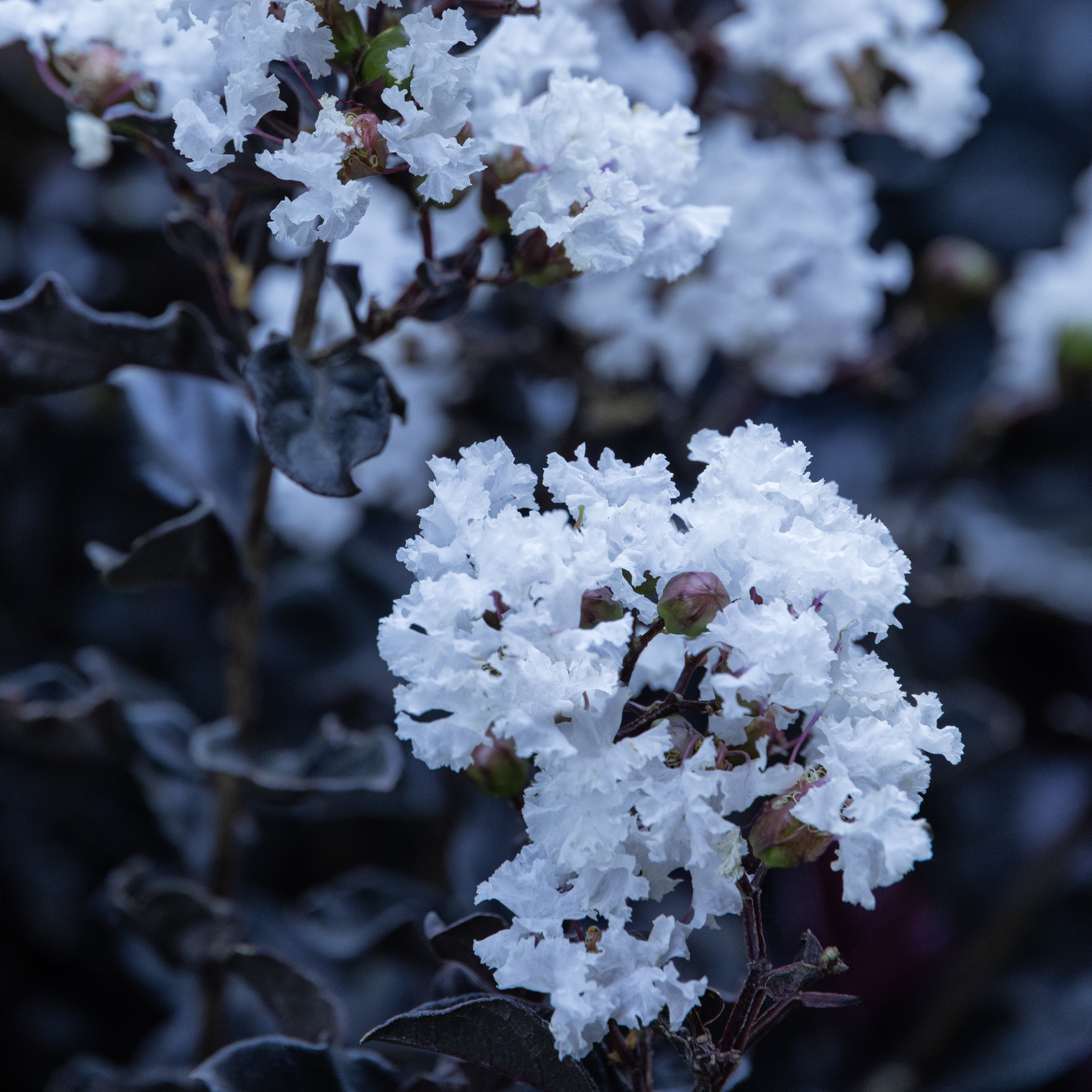 Summerlasting® Coconut Crape Myrtle