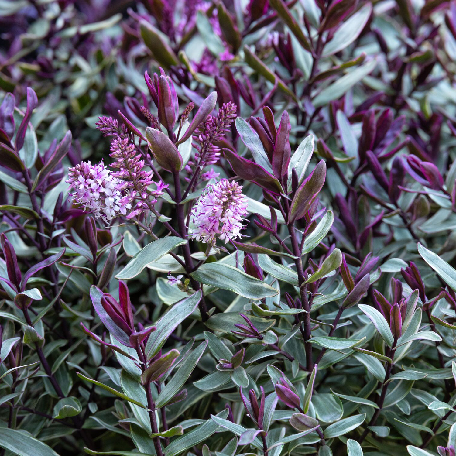 surf swell hebe has dramatic foliage