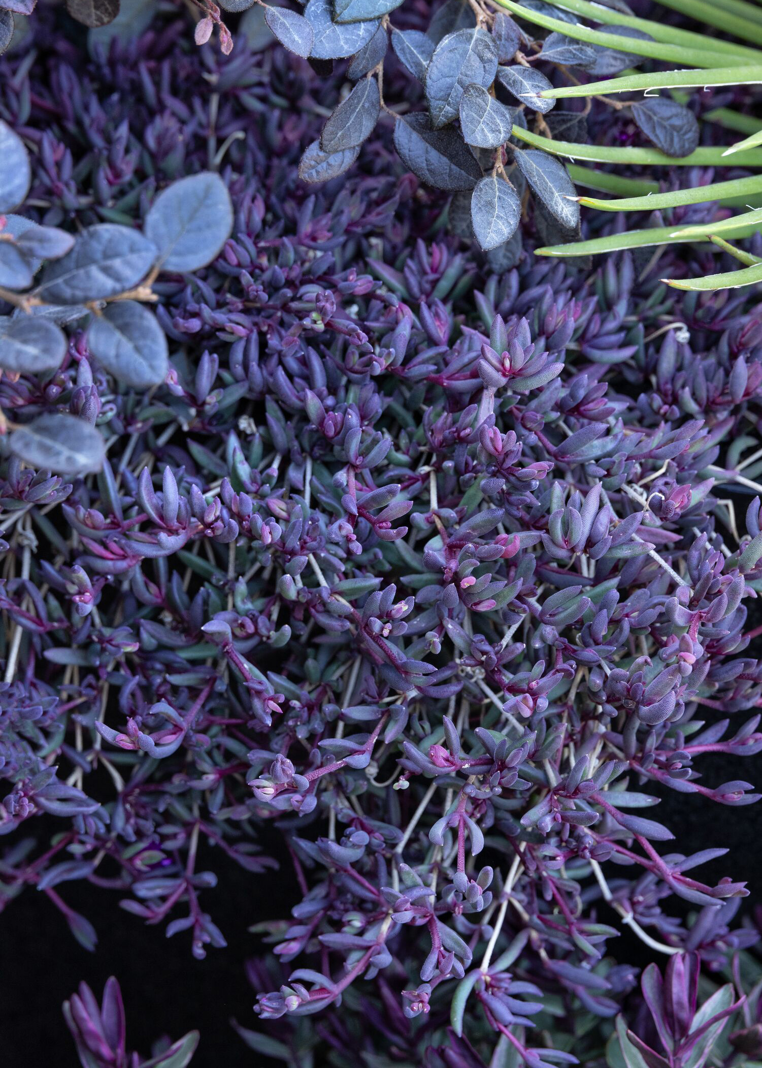 dark foliage mingles in a goth garden container