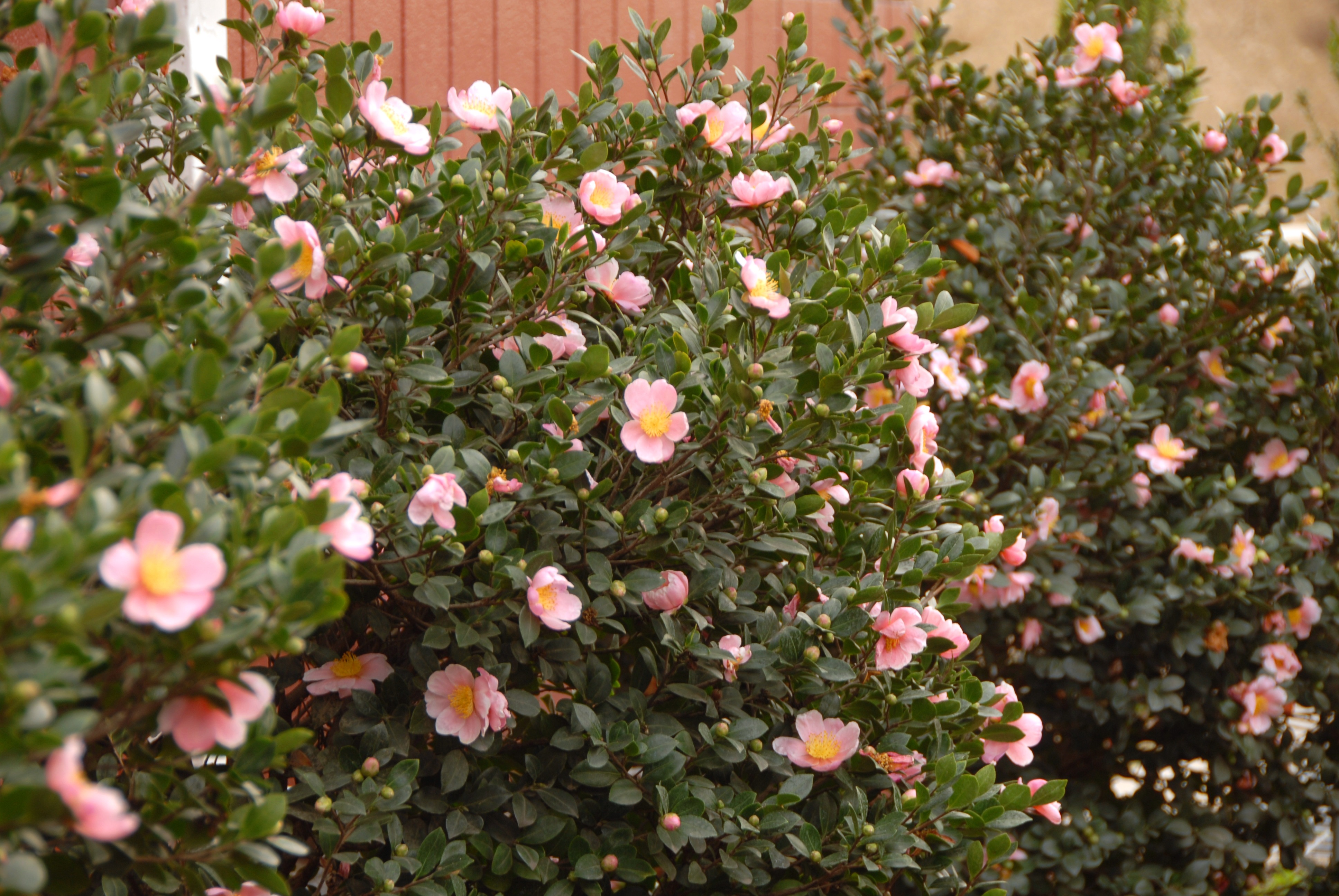 Pink-A-Boo_Camellia_5972