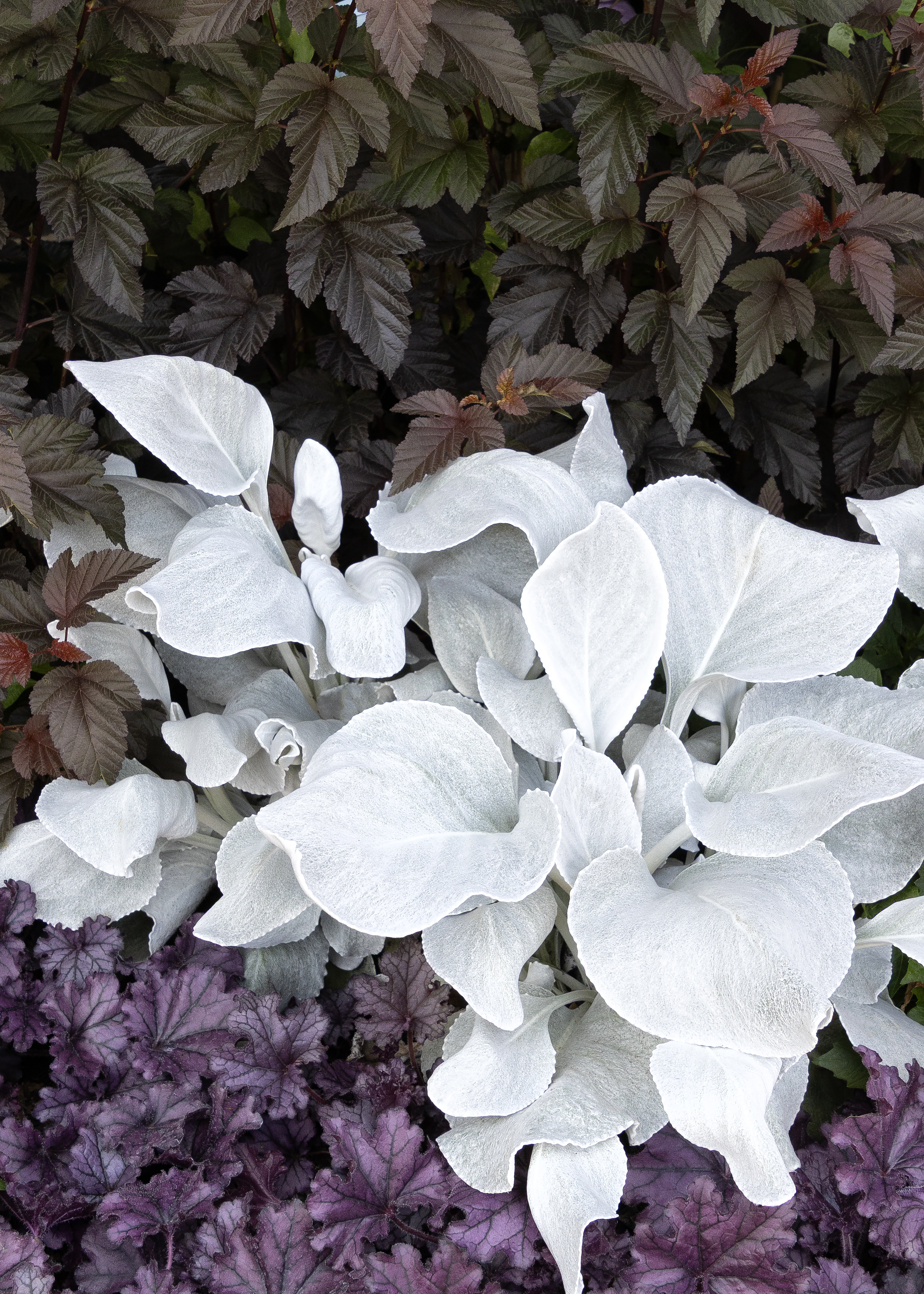 the silvery leaves of senecio candicans act as a contrast in goth gardens