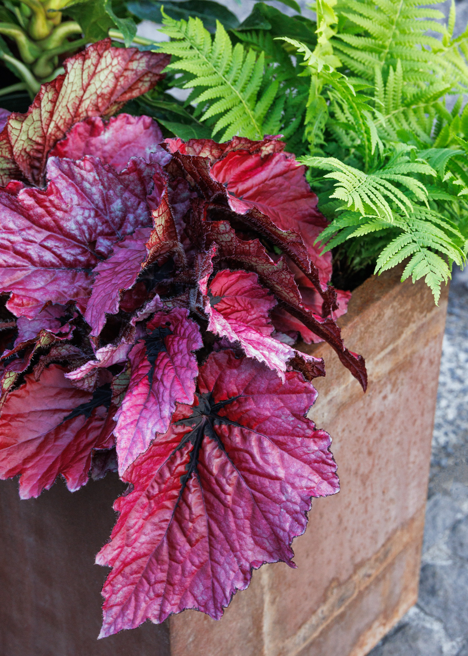 t rex begonia with red leaves
