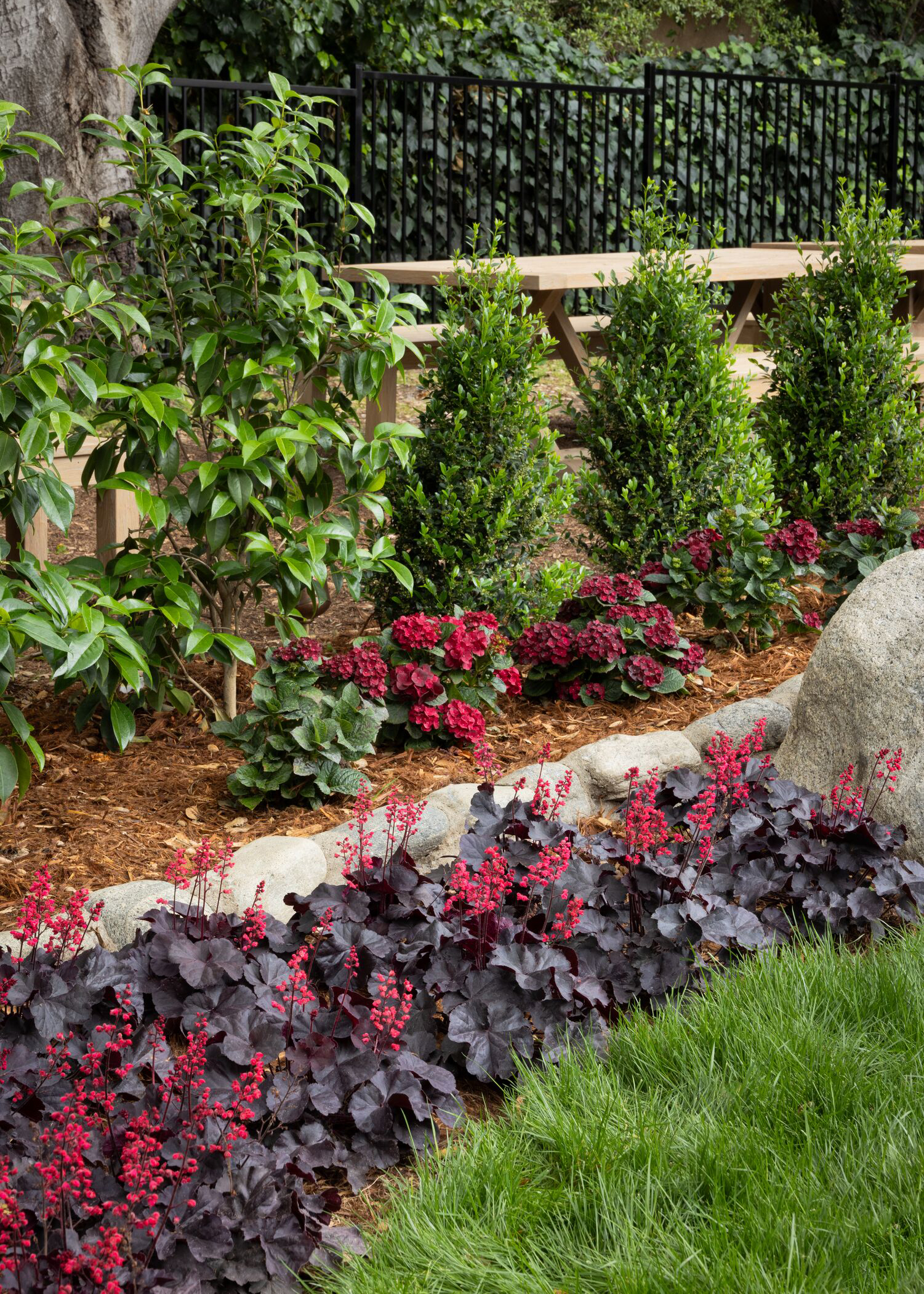 Heuchera edge