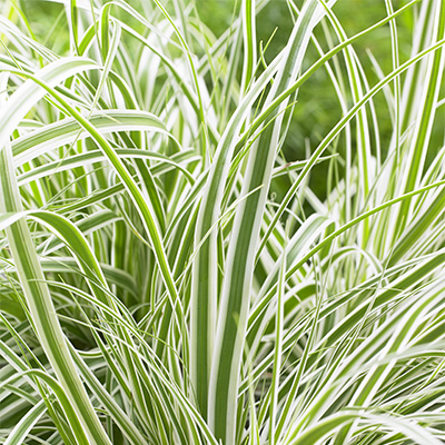 EverColor® Everest Variegated Sedge