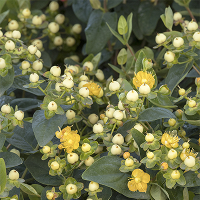 FloralBerry™ Champagne St. John’s Wort