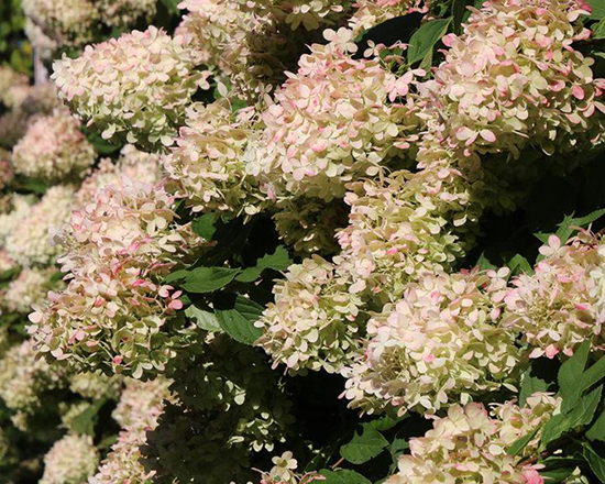 centennial ruby hydrangea