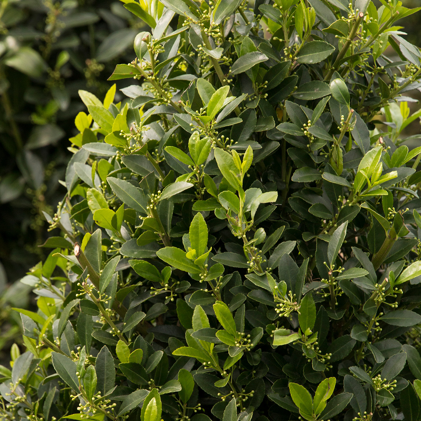 Foliage of Emerald Colonnade® Holly