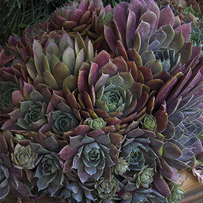 Krebs Desert Rose Hens and Chicks