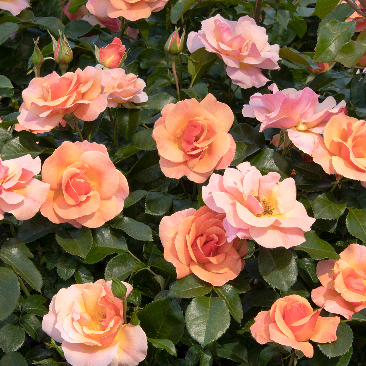 Flowers of Nitty Gritty® Peach Rose