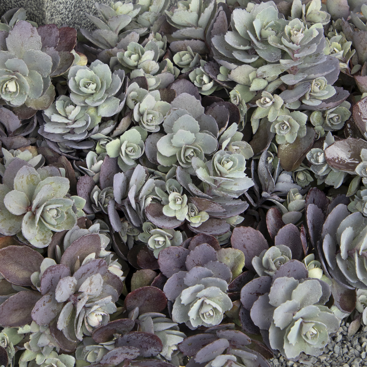 SunSparkler® Dazzleberry Sedum