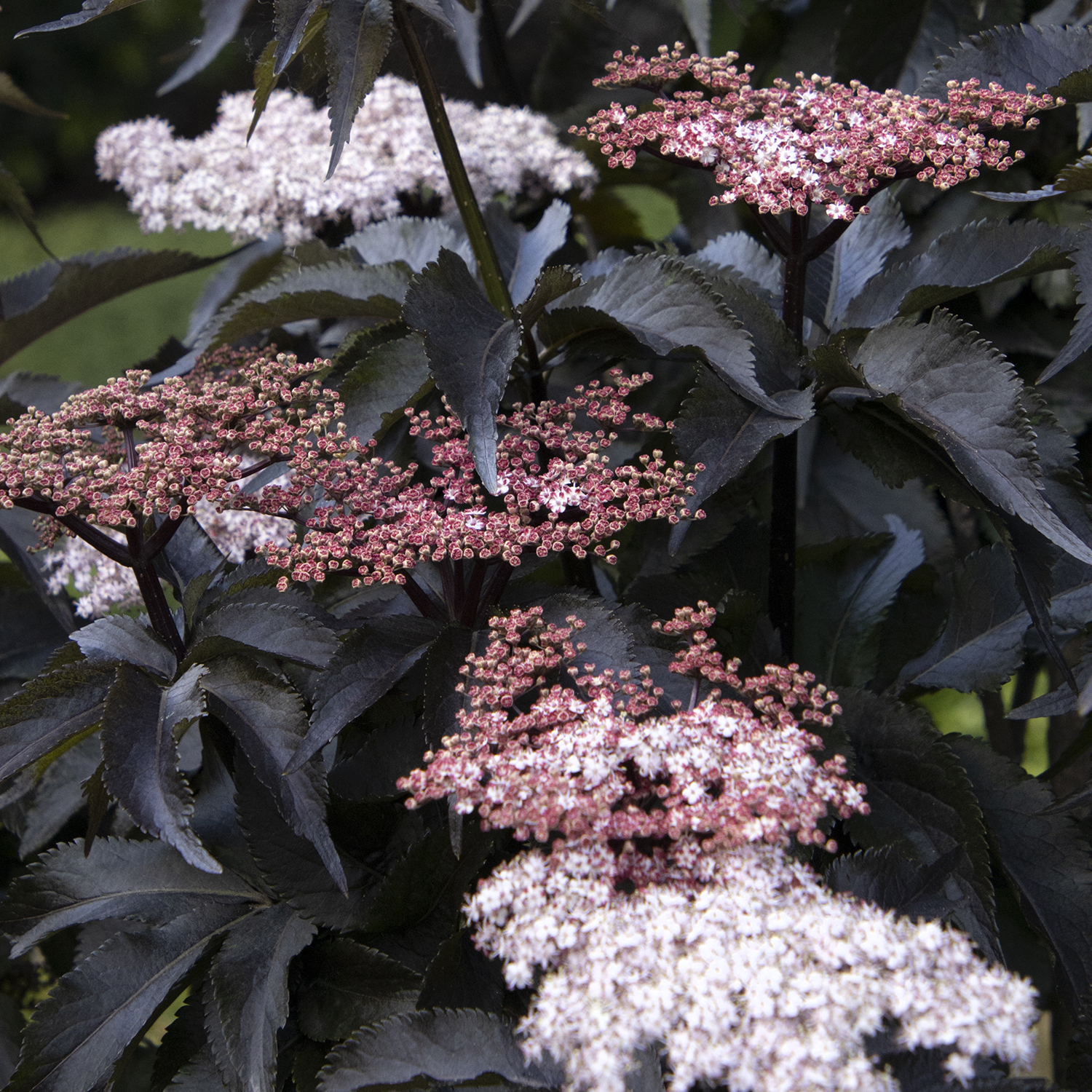 Black Tower Elderberry