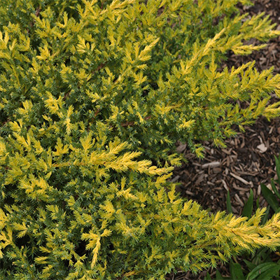 Sea Of Gold® Juniper