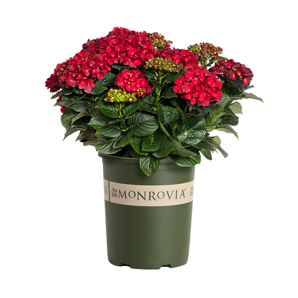 469405-Hydrangea-macrophylla-_Hokocentennial_-Centennial-Ruby_0860_600sq