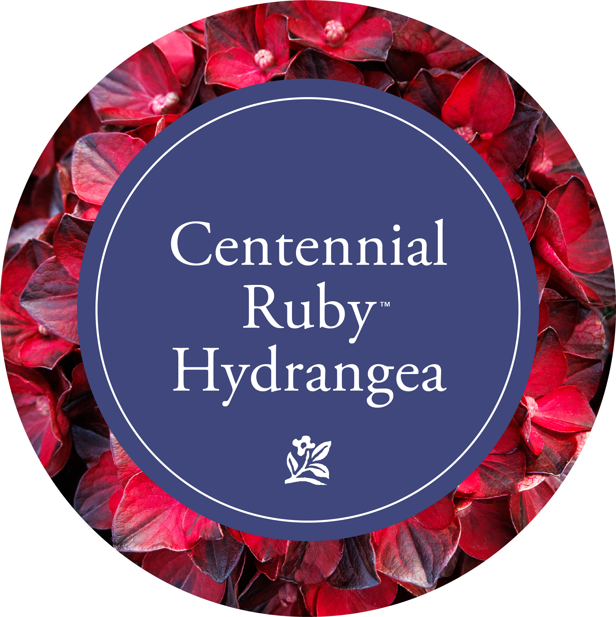 Centennial_Ruby_marketing_kit_Web_2026-2-04