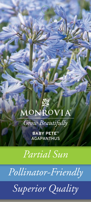 Monrovia Label Front