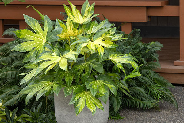 3303-Fatsia-japonica-_Variegata_-Camouflage_6734_MNC_600x400