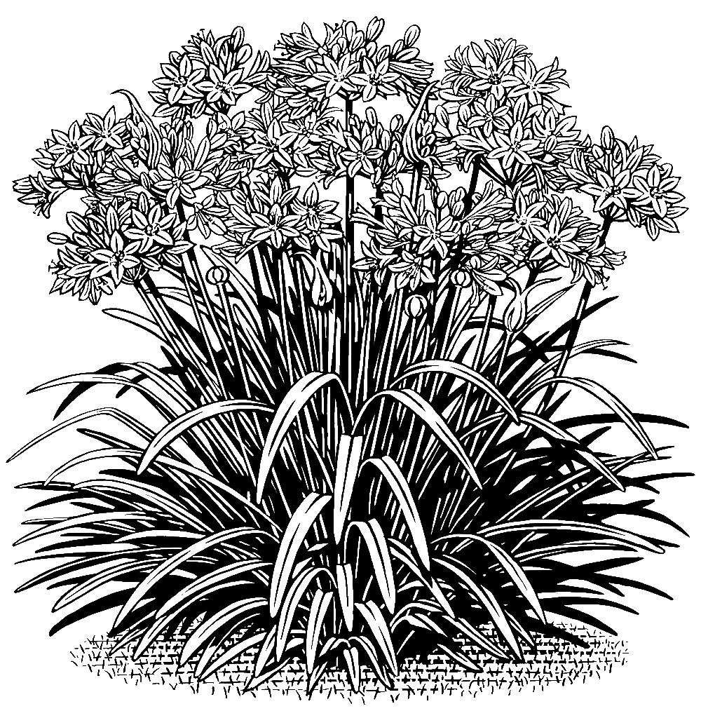 FP_Agapanthus-Baby-Pete_FINAL_Traynor_C258448