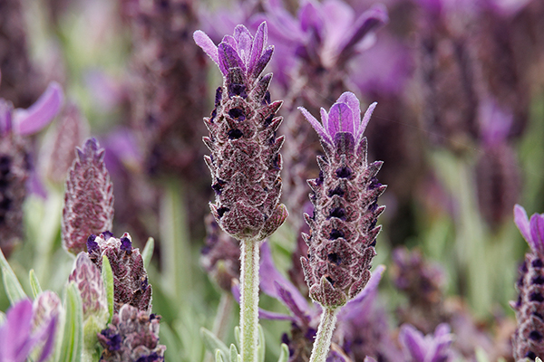 47039-Lavandula-stoechas-Anouk-Purple-Medley_600x400