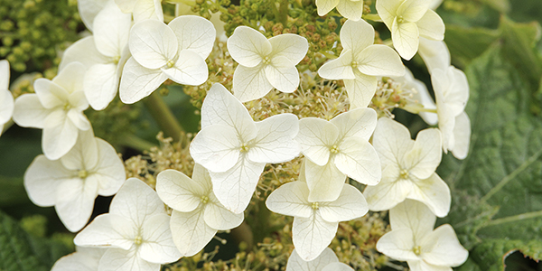 Li'l Annie Oakleaf Hydrangea