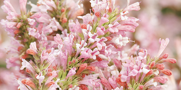 heavenly-ascent-pink-climbing-rose