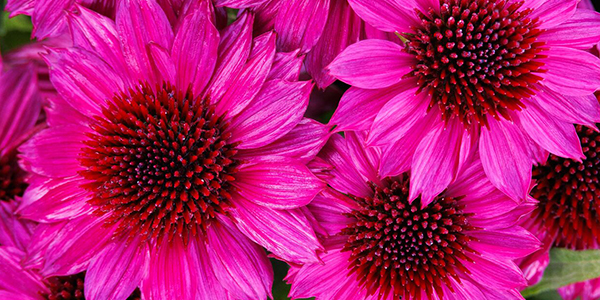 SunMagic Petite Burgundy Coneflower