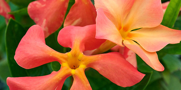 Mandevilla Fired Up Coral