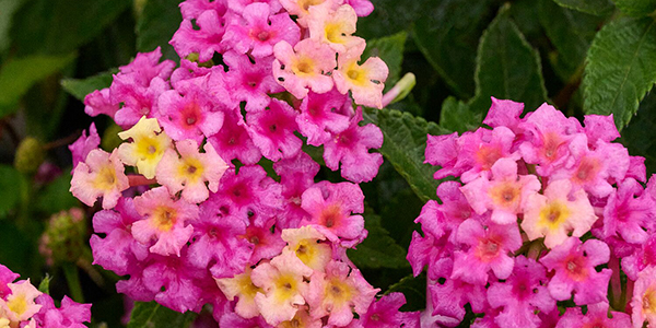 Fiesta™ Limonada Rosa Lantana