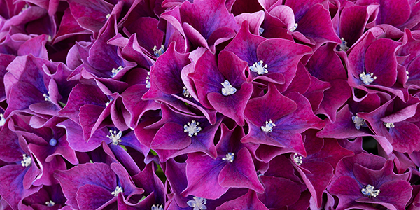 Flame Thrower® Redbud