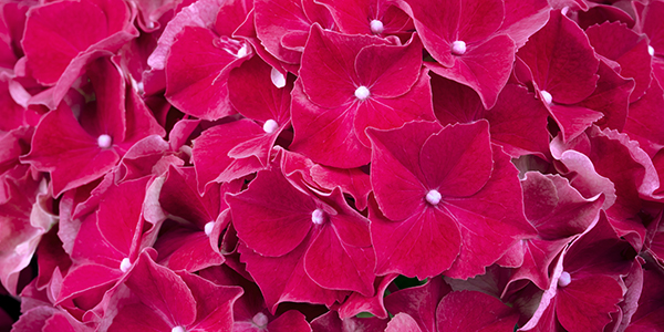 Hi Fire Hydrangea