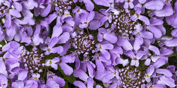 Arielle Pink Candytuft