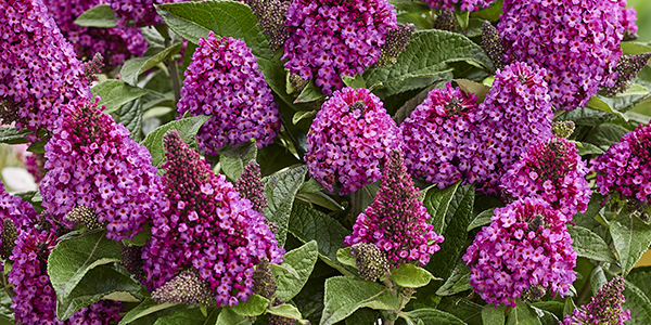 Flame Thrower® Redbud