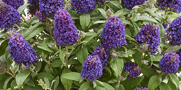 Buddleja Little Rockstar