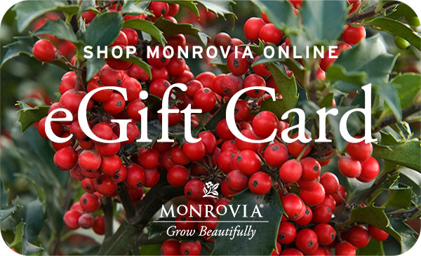 Close-up of holiday berries on an e-gift card.