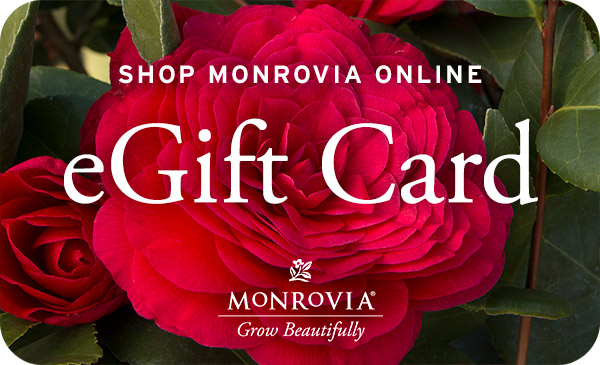 Close-up of dark pink camellias on an e-gift card.