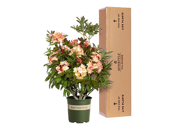 D2C_popup_plantbox_azalea_600w