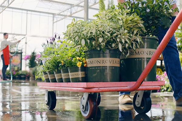 IGC-Branded-Plants-on-Cart
