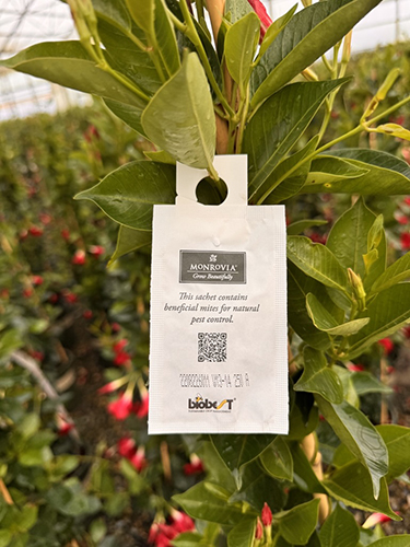 bioline sachet close sachet2