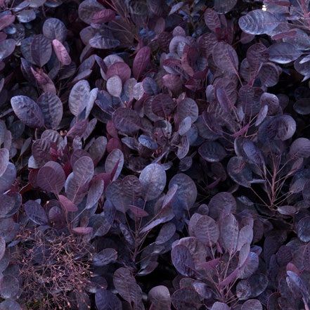 dark purple foliage of lilla smoke bush