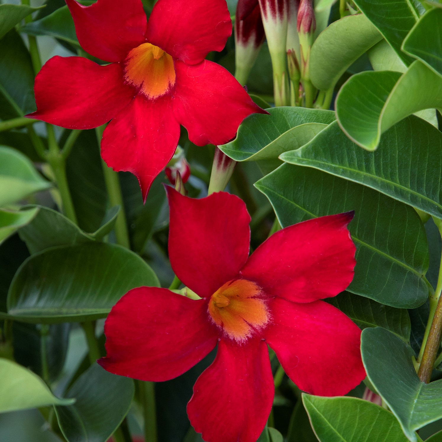 red mandevilla flowers