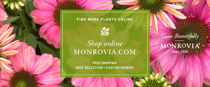 Buy Plants Online