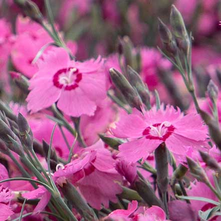 Mountain Frost™ Pink Twinkle Dianthus