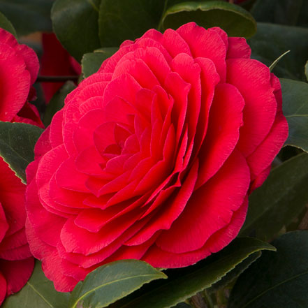 Nuccio's Bella Rossa Camellia