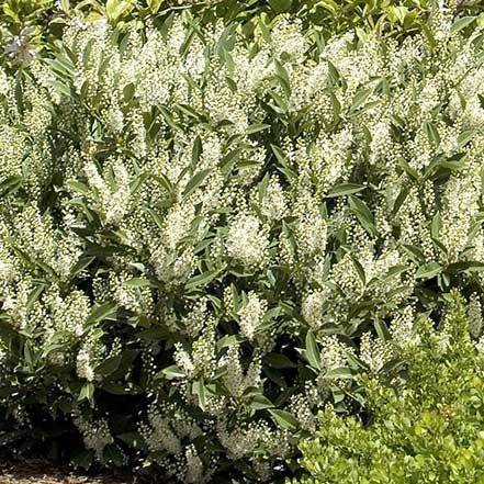 Otto-Luyken-English-Laurel_441