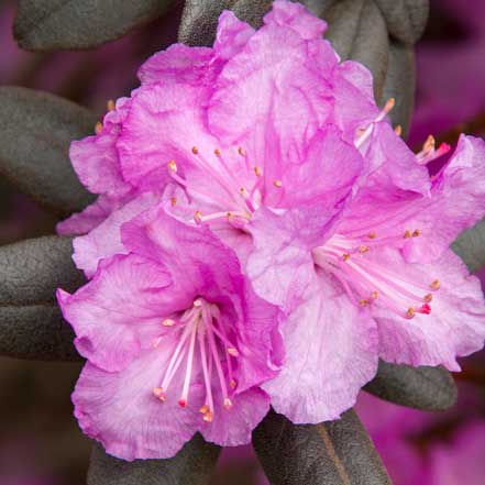 P.J.M. Rhododendron