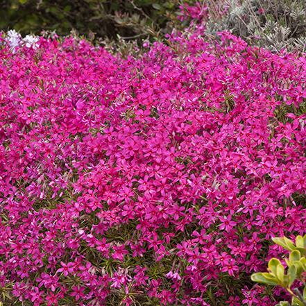 pink thyme flowers