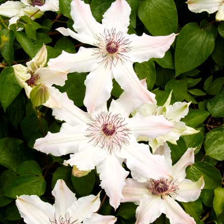 Vancouver™ Fragrant Star Clematis