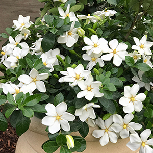 Kleim's Hardy Gardenia