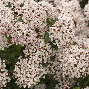 Spring Bouquet Laurustinus