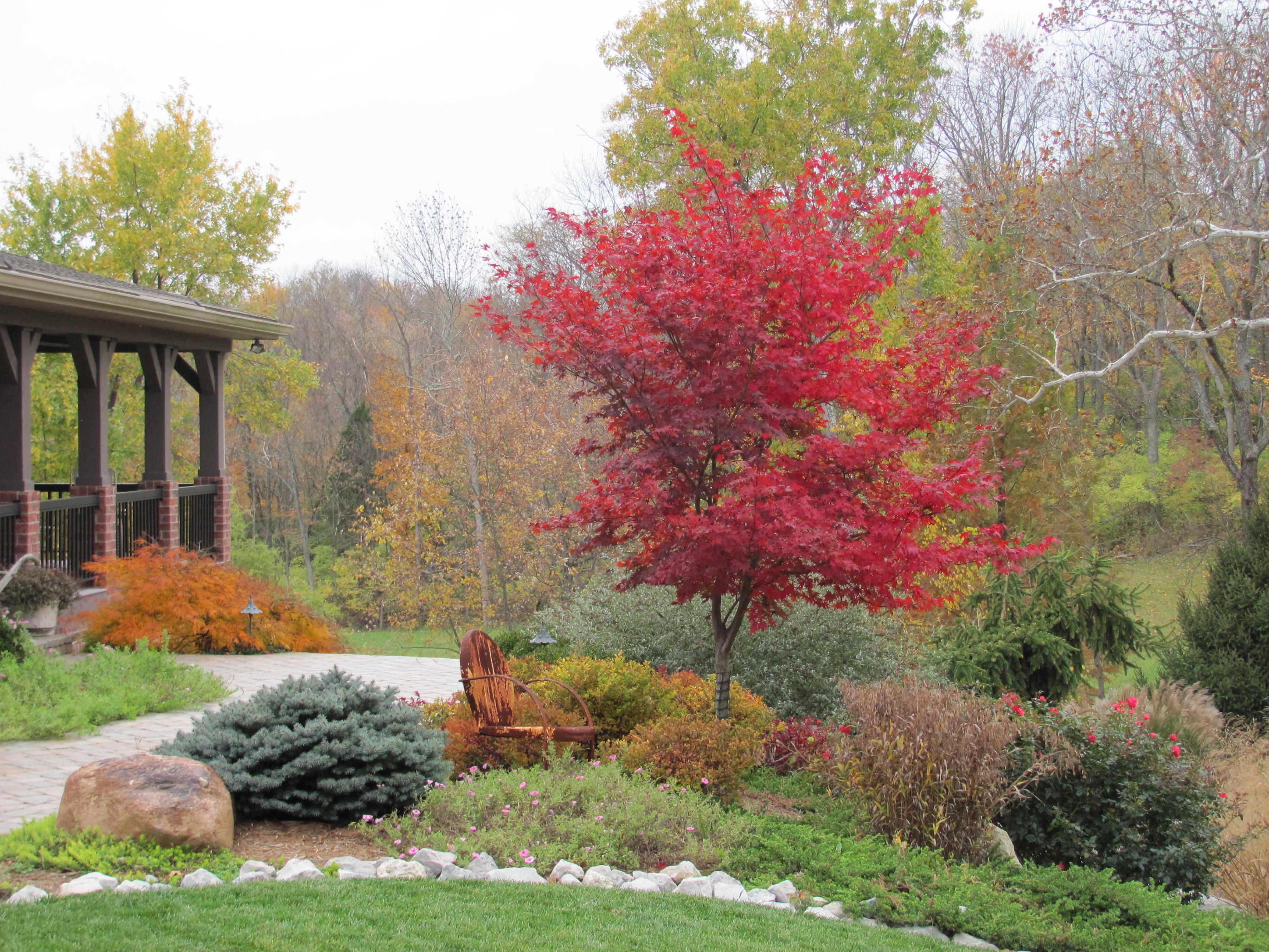 Best Small Trees for Fall Color: Favorites for red, orange, and yellow fall foliage